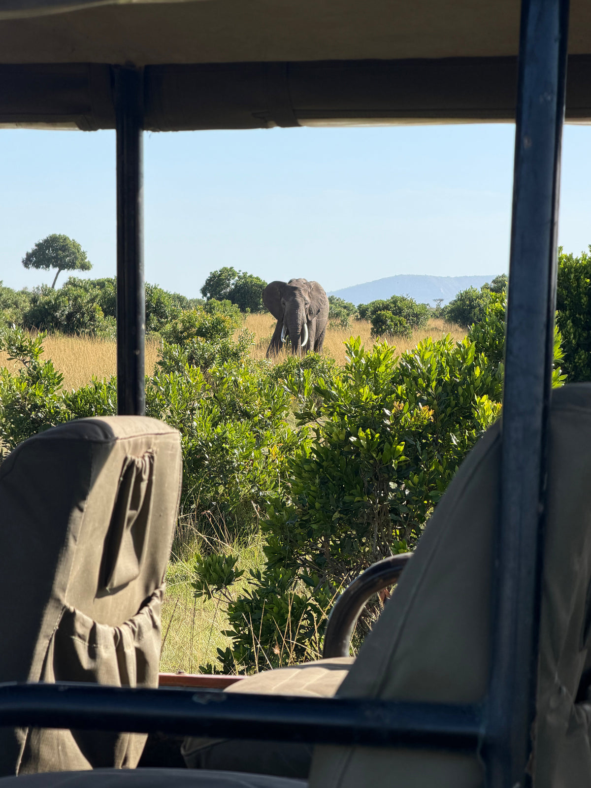 Elephant taken through through a safari jeep window