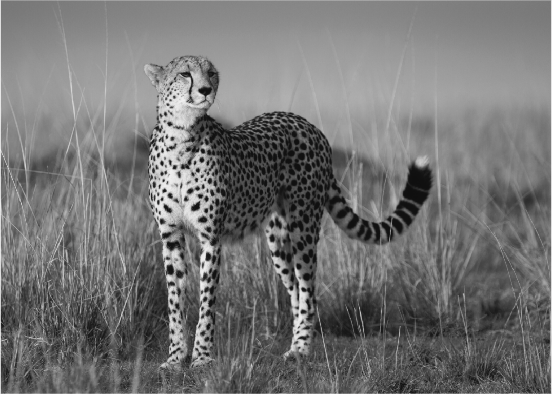Main image Kulete II