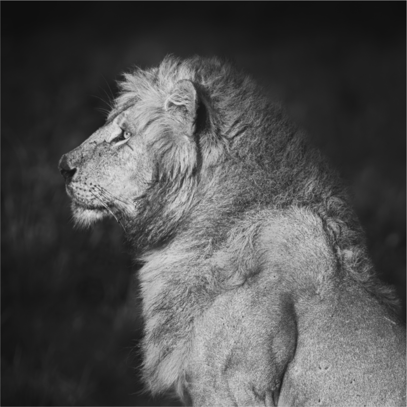 Main image King
