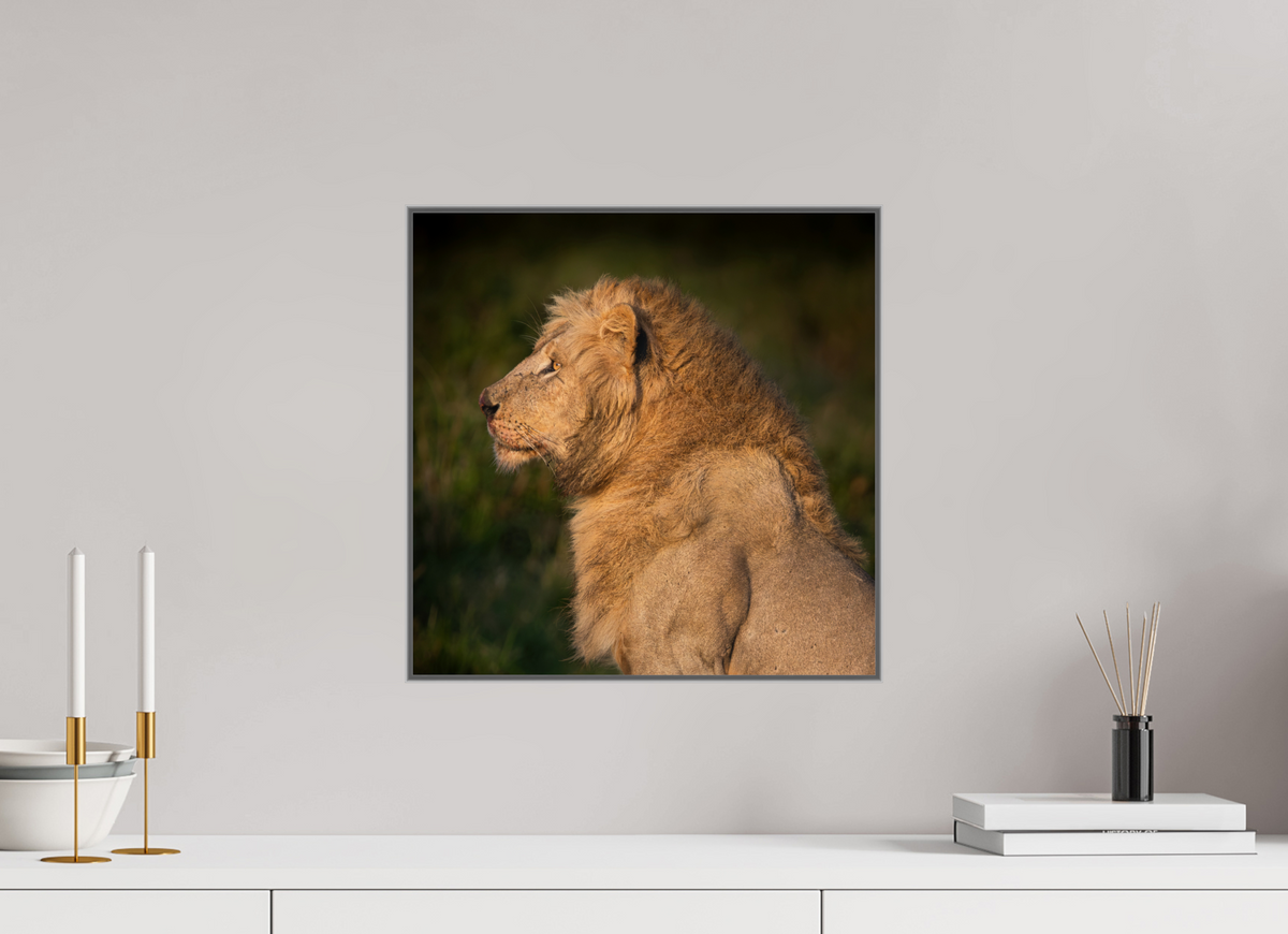 40 x 40 cm, Framed in Aluminium Art Box printed on Fuji Crystal Glossy paper w-out border Heavy is the Crown: Lion portrait