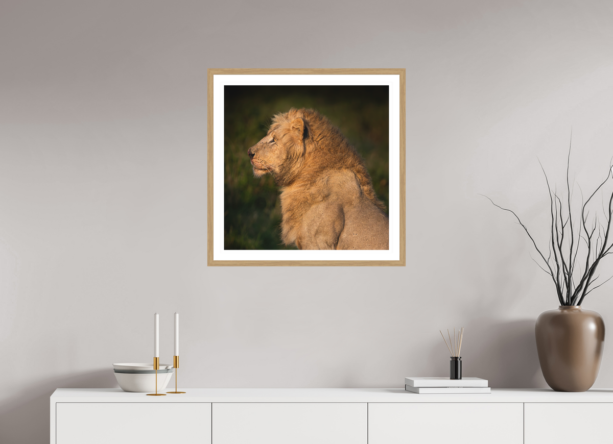 60 x 60 cm, Natural oak colour frame Fine Art on 308g-m2 Hahnemühle rag paper - 3cm Passe-partout - Matte glass Heavy is the Crown: Lion portrait
