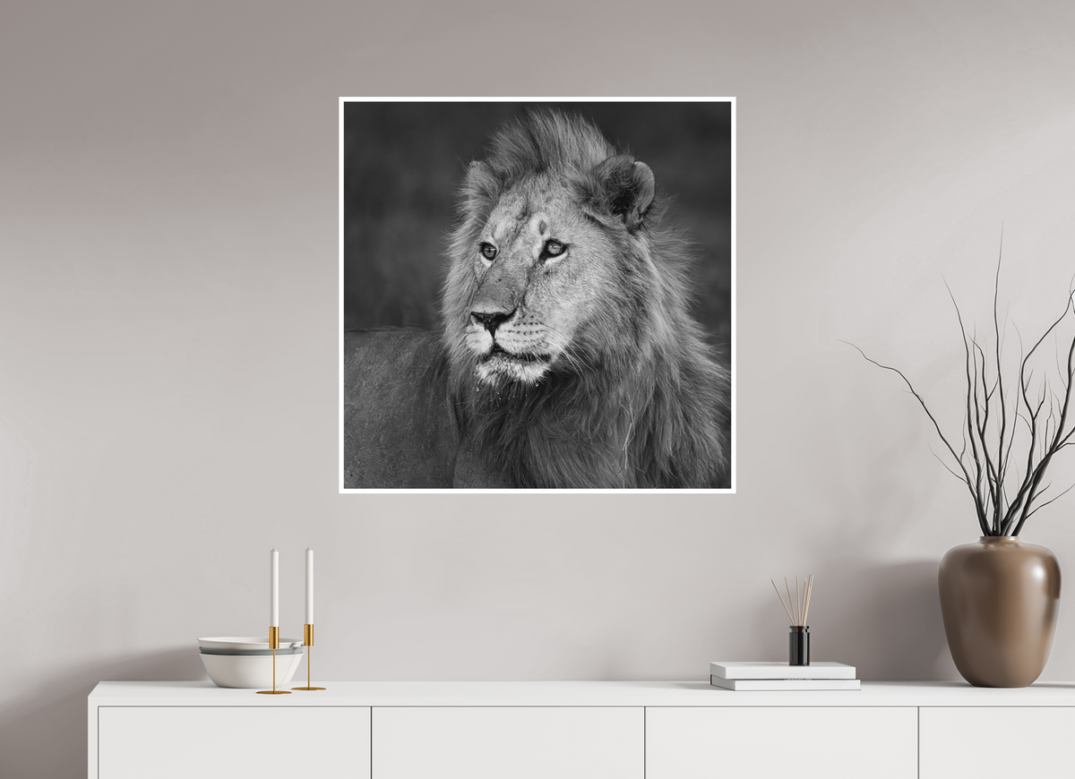 80 x 80 cm, Unframed Fine Art Giclée print on Hahnemühle Photo Rag paper with 1cm border Rudi