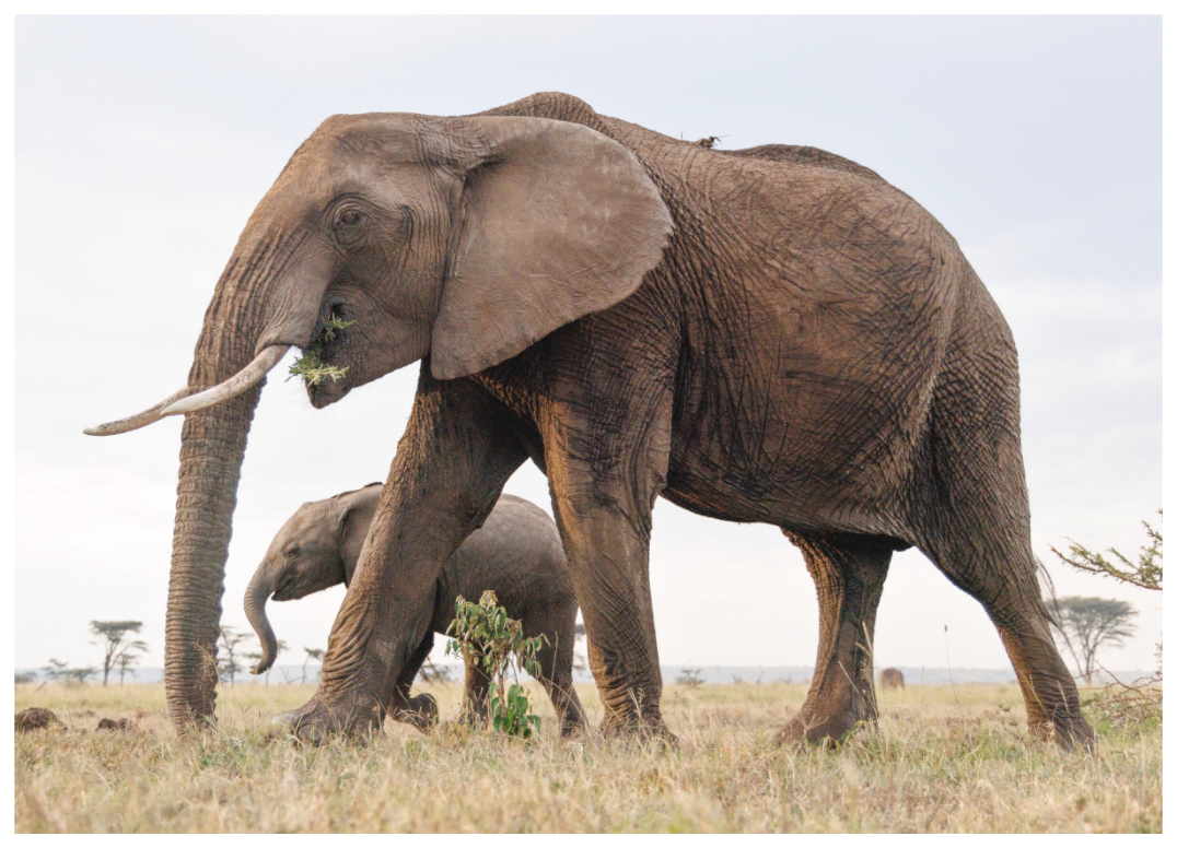 Main image Elephant and Baby