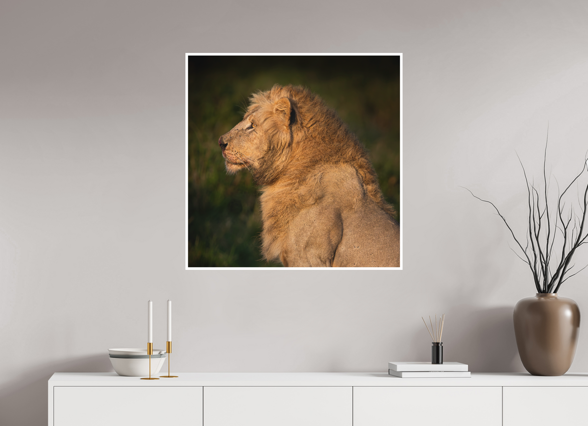 80 x 80 cm, Unframed Fine Art Giclée print on Hahnemühle Photo Rag paper with 1cm border Heavy is the Crown: Lion portrait