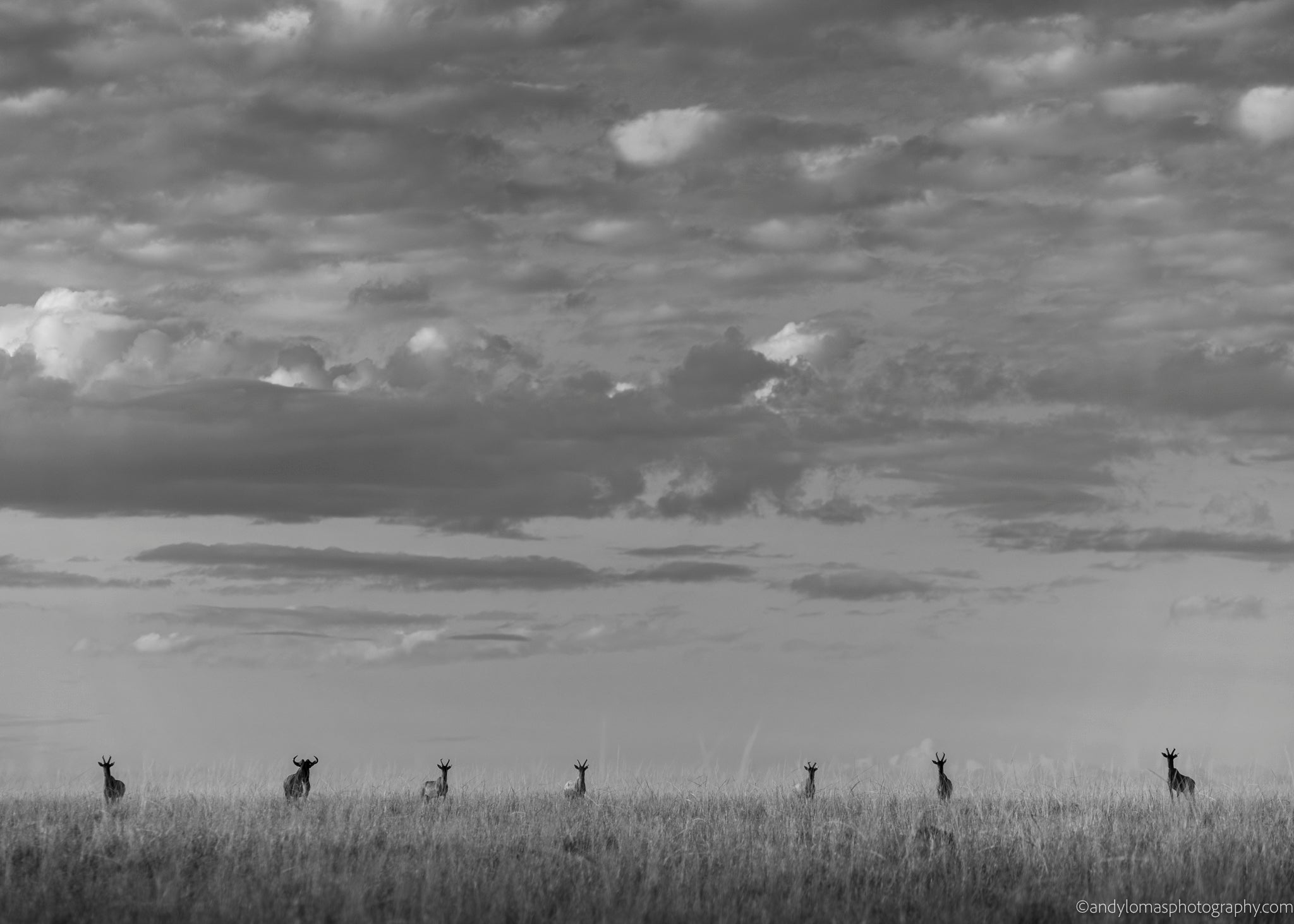 Main image 6 Topi and the Wildebeest
