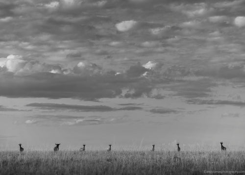 Main image 6 Topi and the Wildebeest