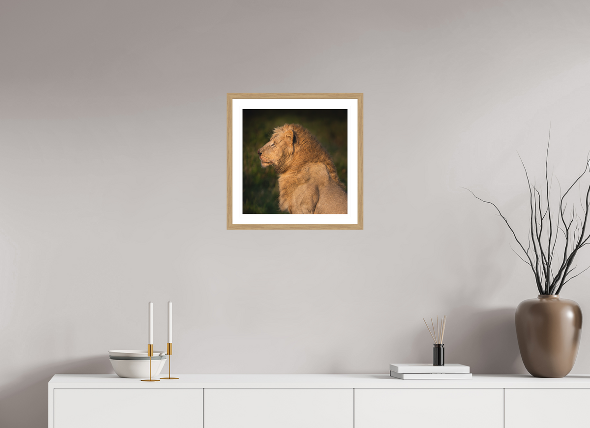 40 x 40 cm, Natural Oak colour frame Fine Art print on Hahnemühle paper with 3cm Passe-Partout w Museum glass Heavy is the Crown: Lion portrait