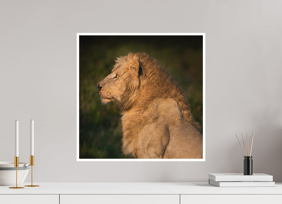 50 x 50 cm, Unframed Fine Art Giclée print on Hahnemühle Photo Rag paper with 1cm border Heavy is the Crown: Lion portrait