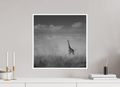 50 x 50 cm, Unframed Fine Art Giclée print on Hahnemühle Photo Rag paper with 1cm border Giraffe I