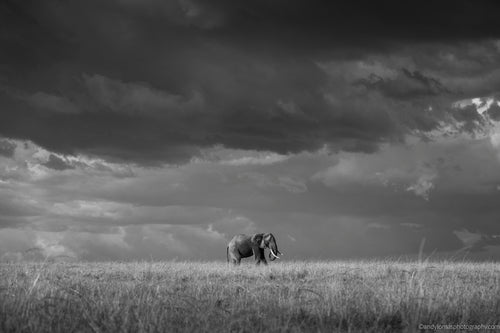 Main image Awesome II