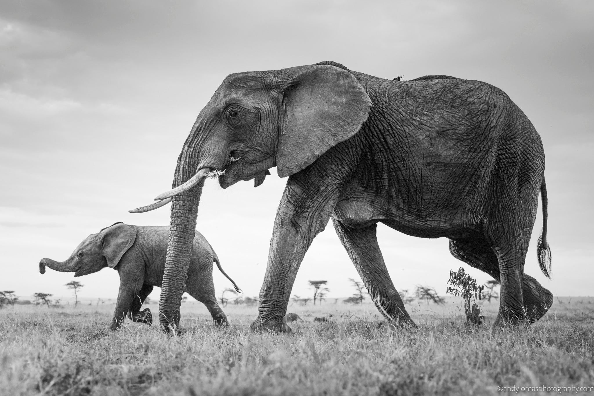 Main image By a trunk