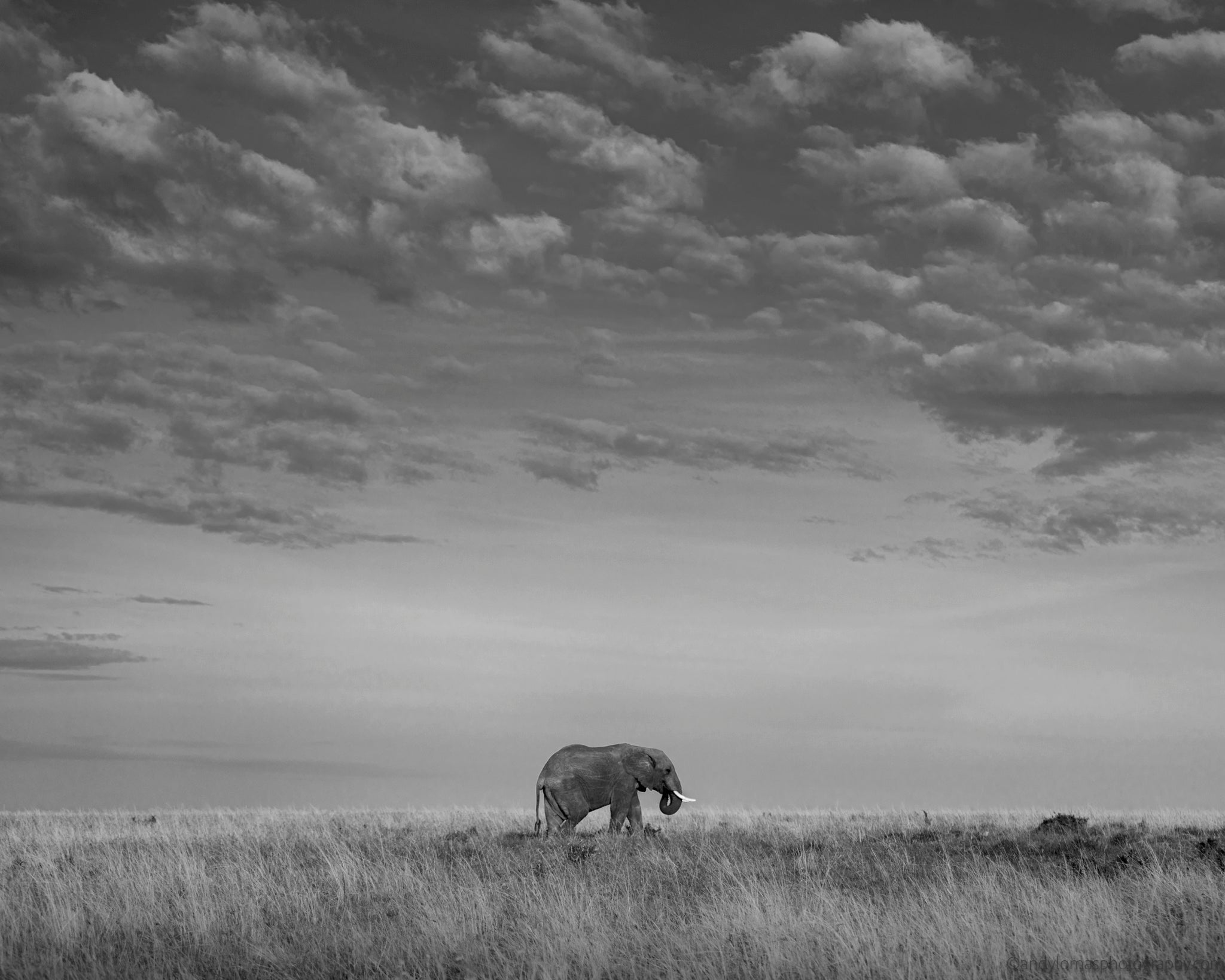 Main image Elephant I