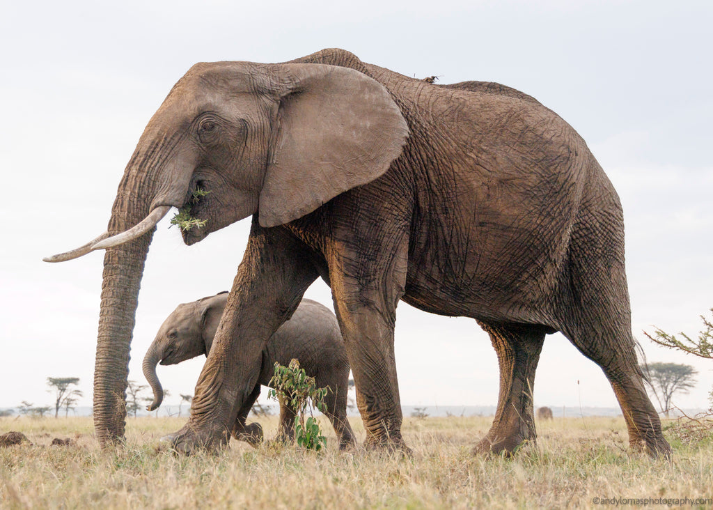 Main image Elephant and Baby III