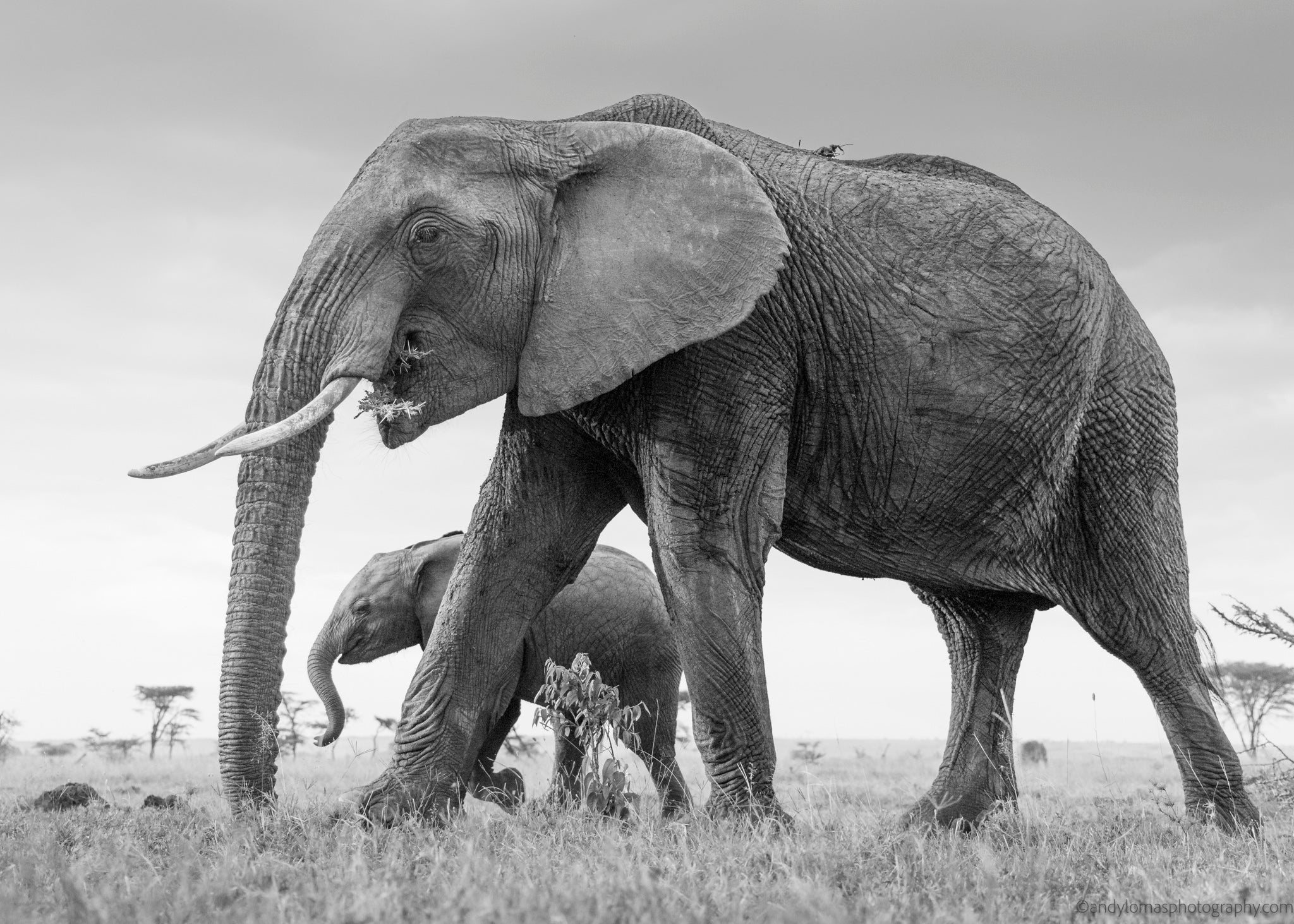 Main image Elephant and Baby III