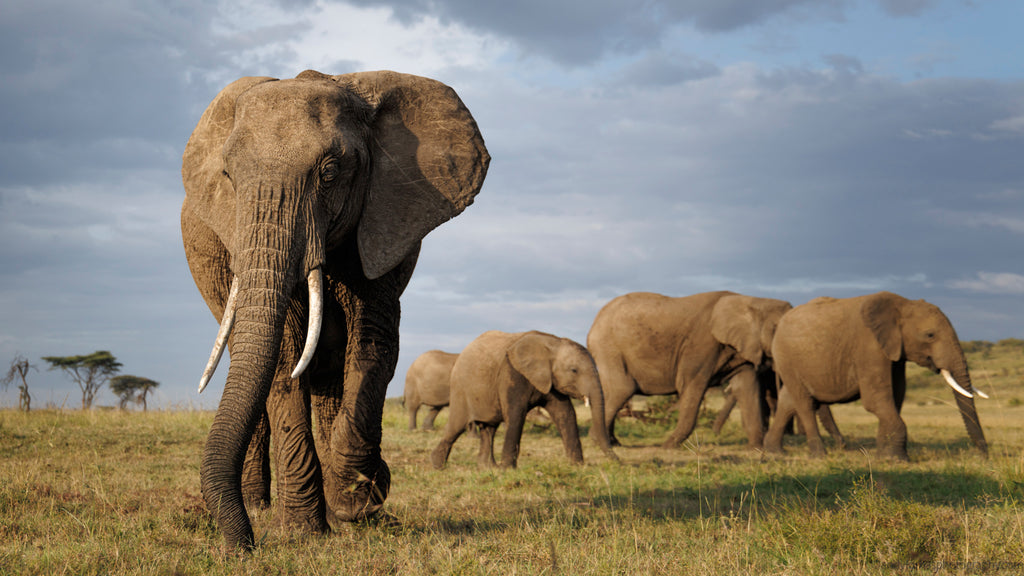 Elephant and Family