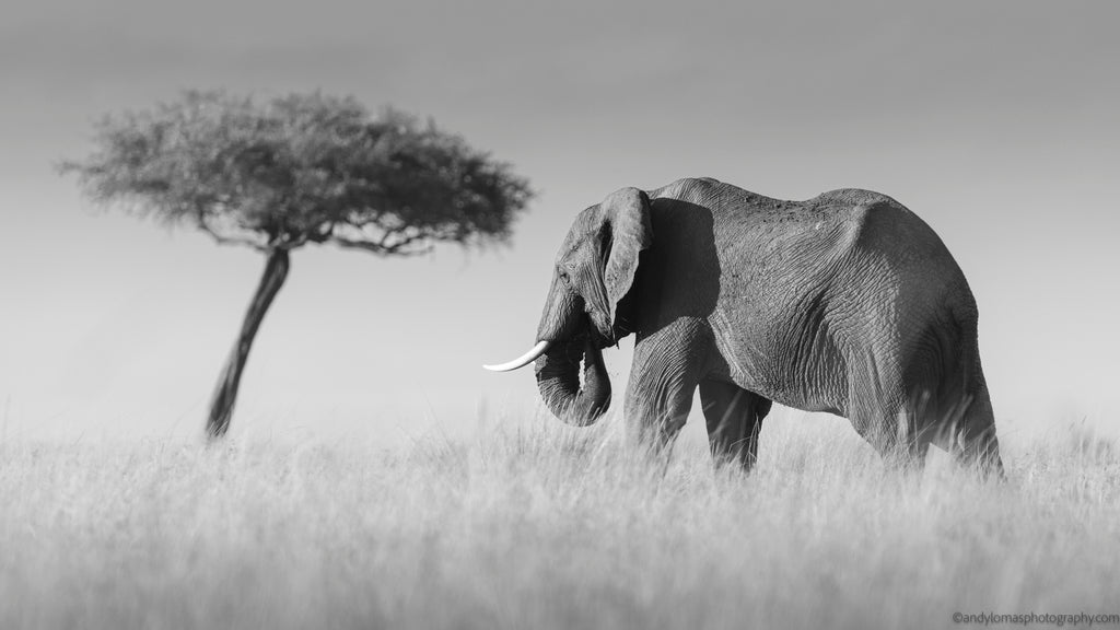Main image Elephant and Tree