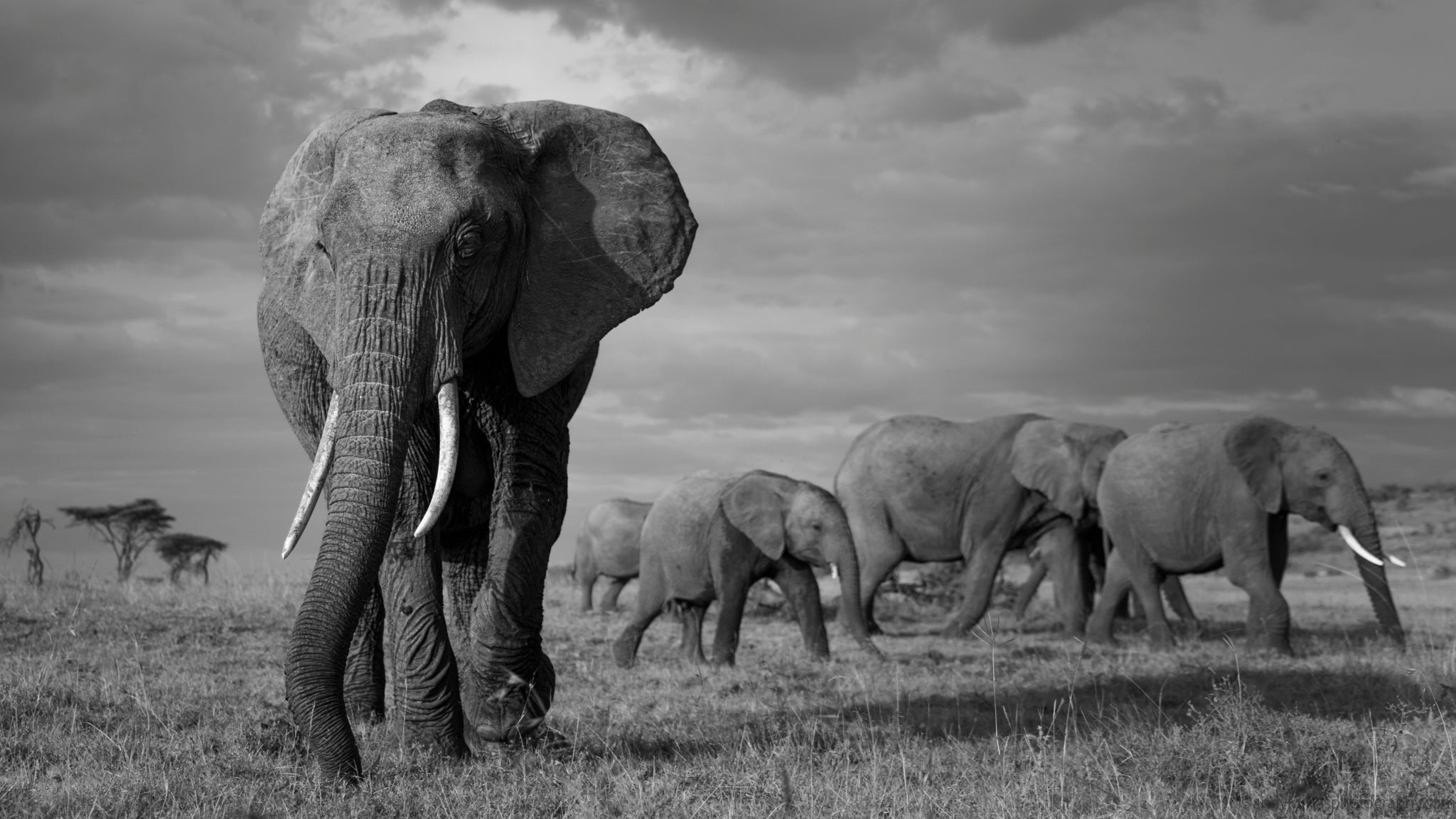 Main image Elephant and family