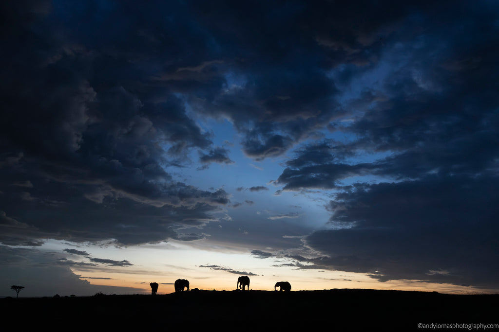 Main image Elephants in the blue