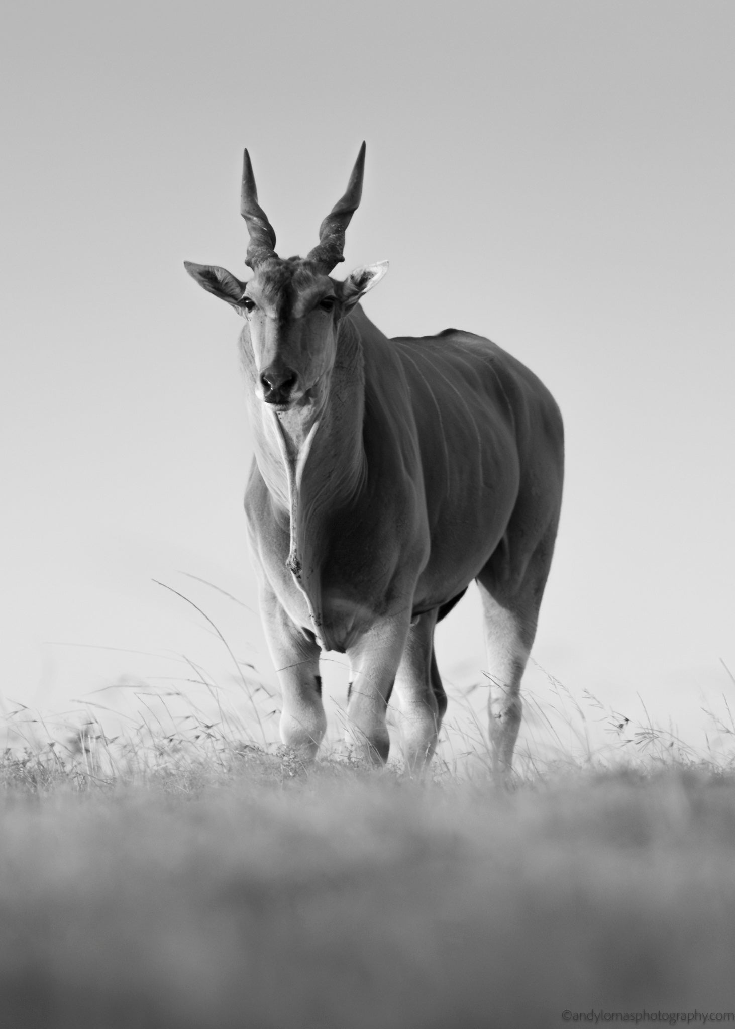 Main image Eland