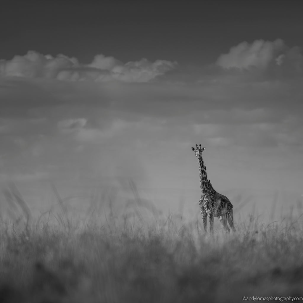 Main image Giraffe I
