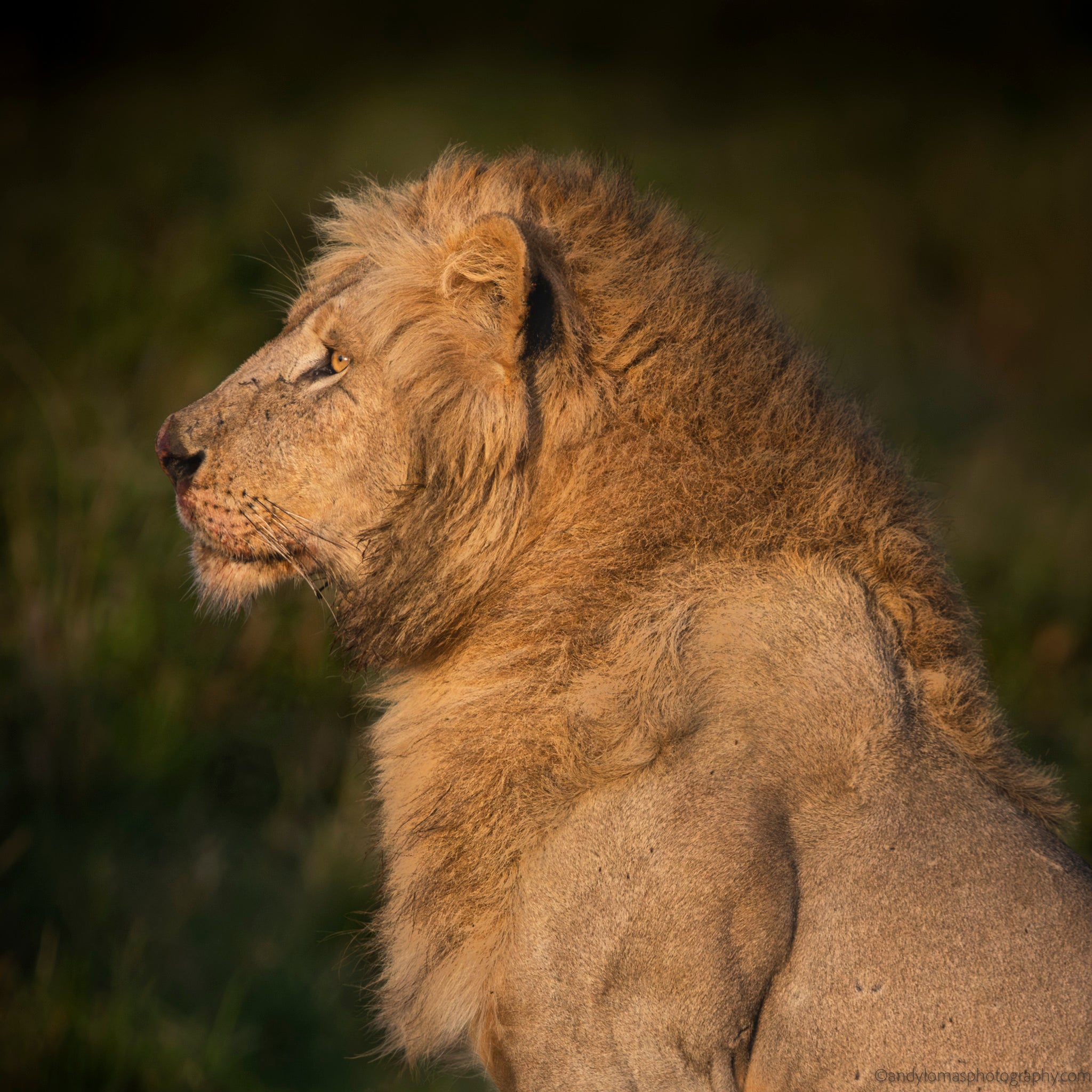 Heavy is the Crown: Lion portrait