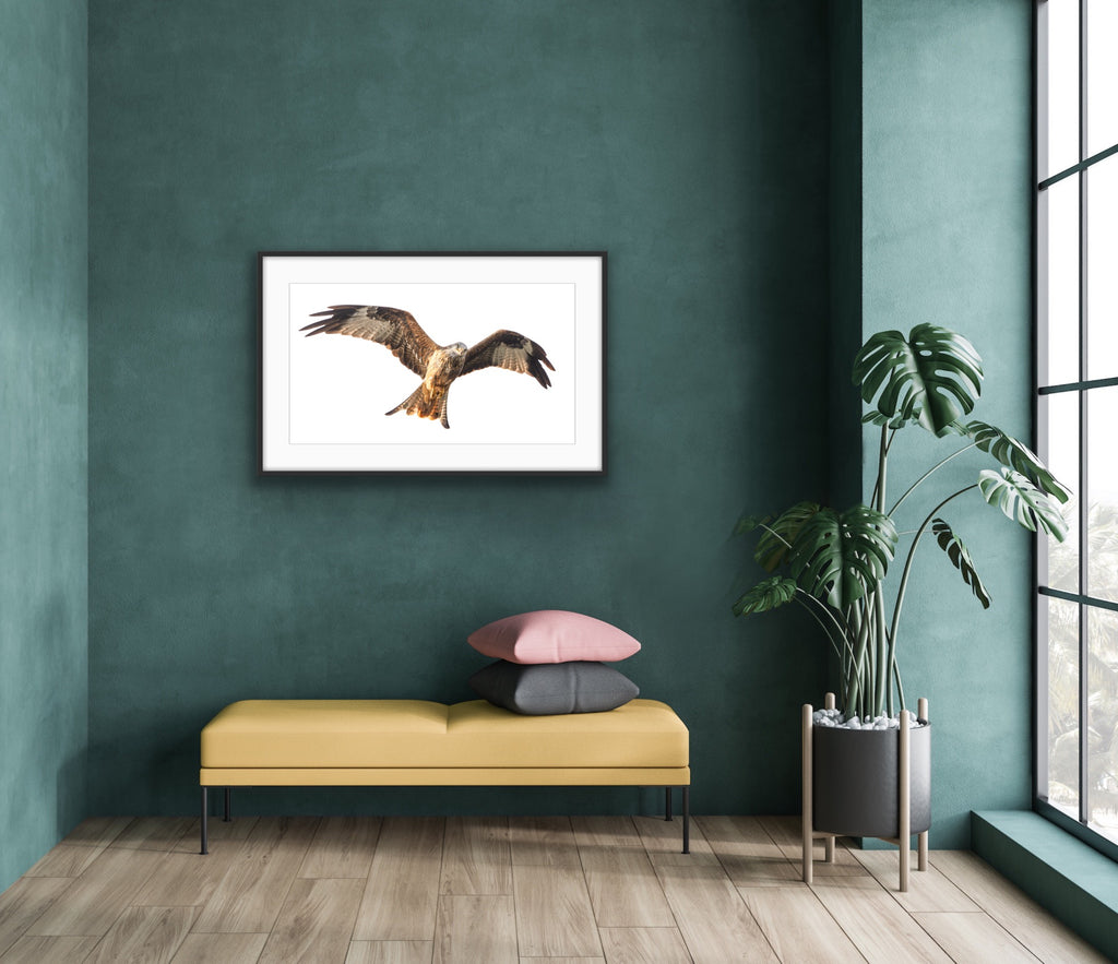 Red Kite III