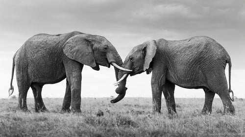 Two elephants interacting with each other on the savanna in black and white.