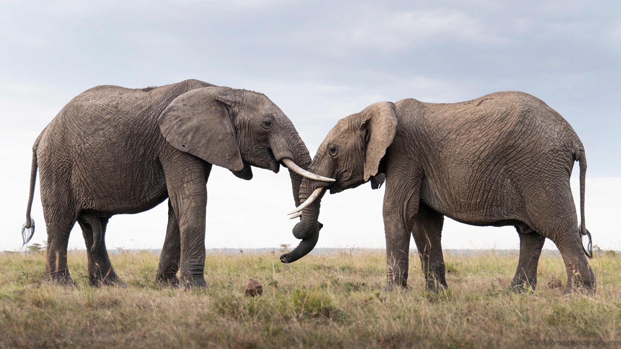 Intimate Moments III