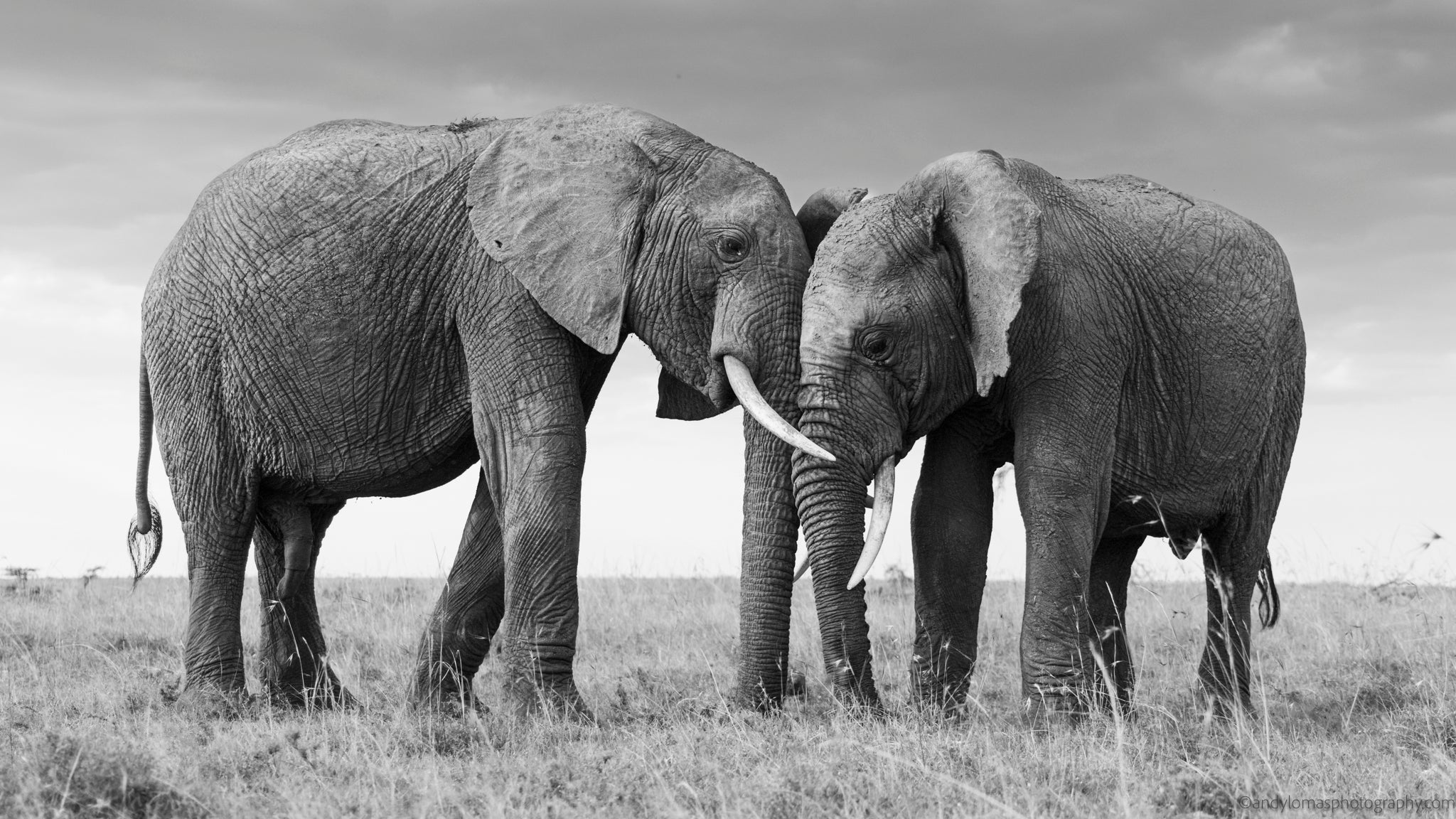 Main image Intimate Moments II