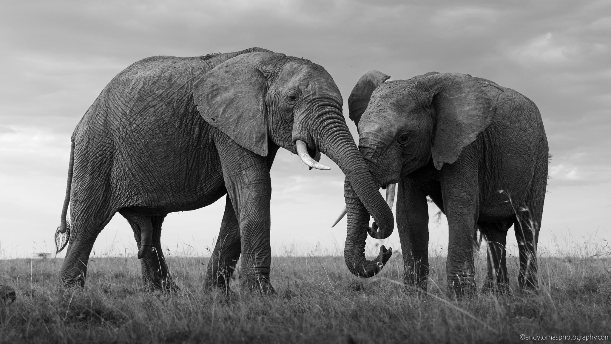 Main image Intimate Moments IV