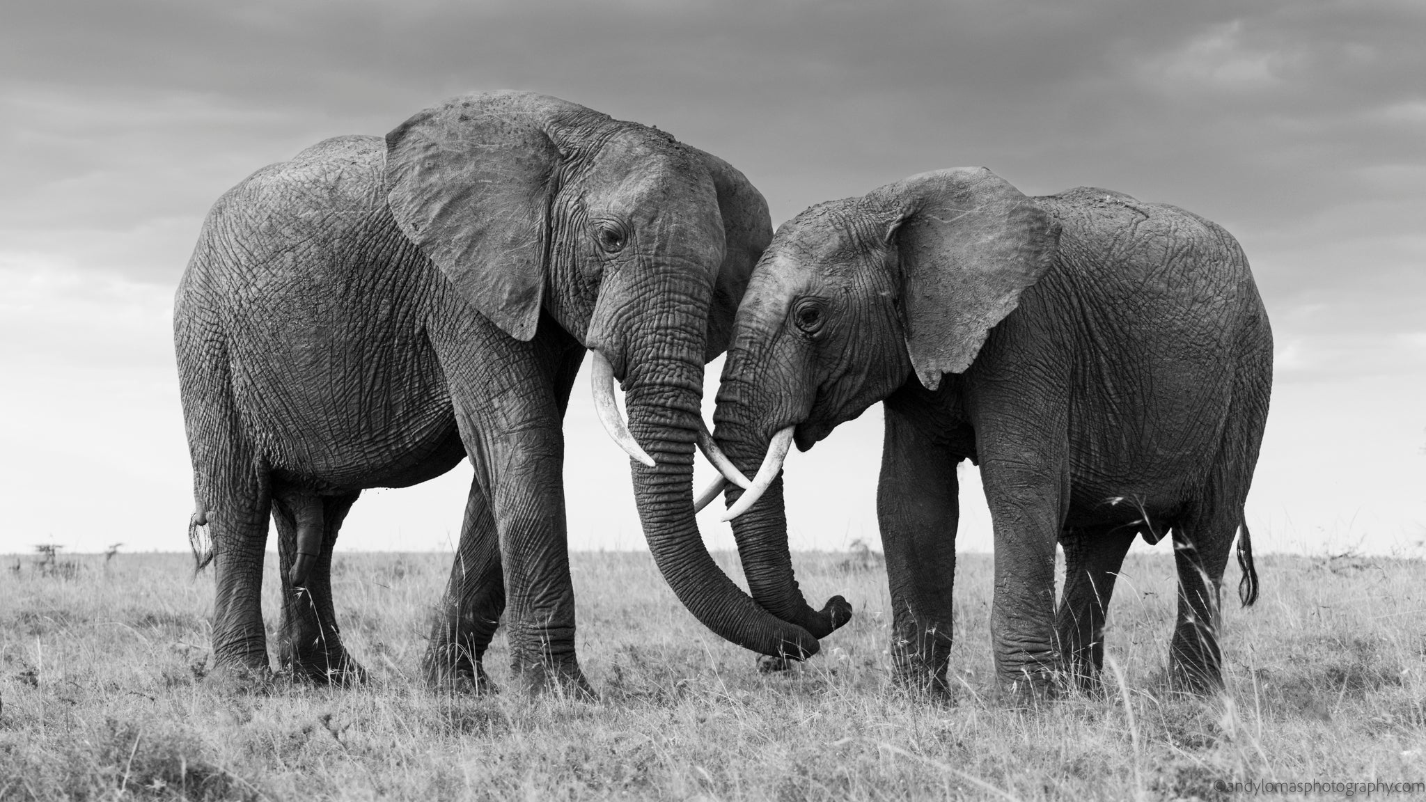 Main image Intimate Moments I