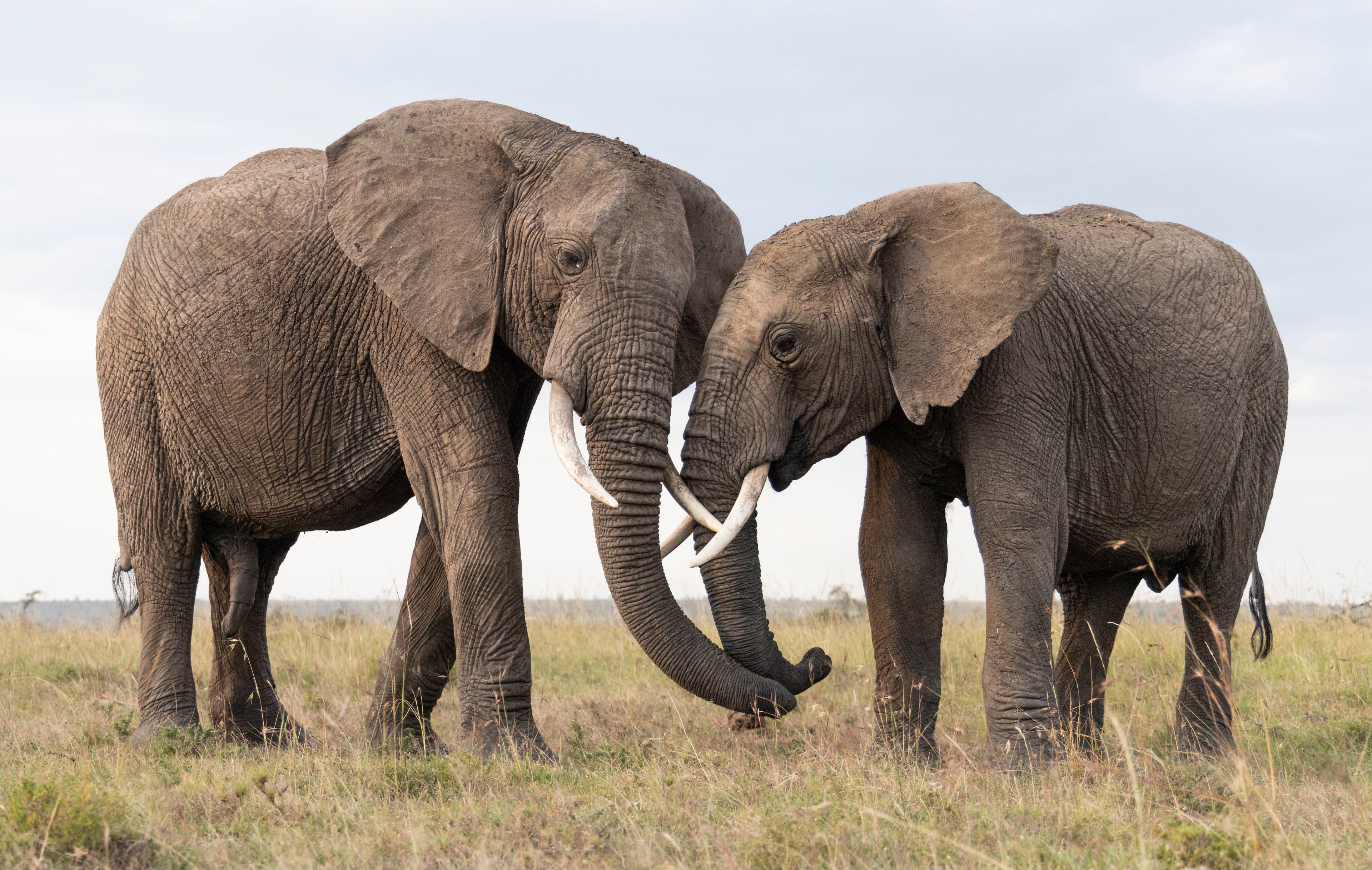 Two African elephants standing in a grassy savanna under a cloudy sky, with their trunks touching and tusks visible.