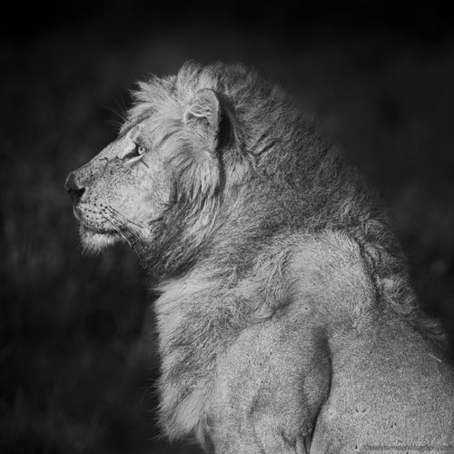 Main image King
