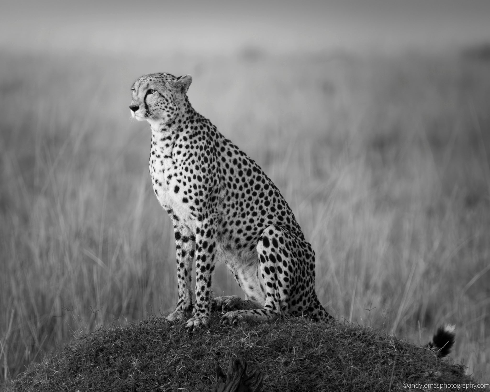 Main image Kulete III