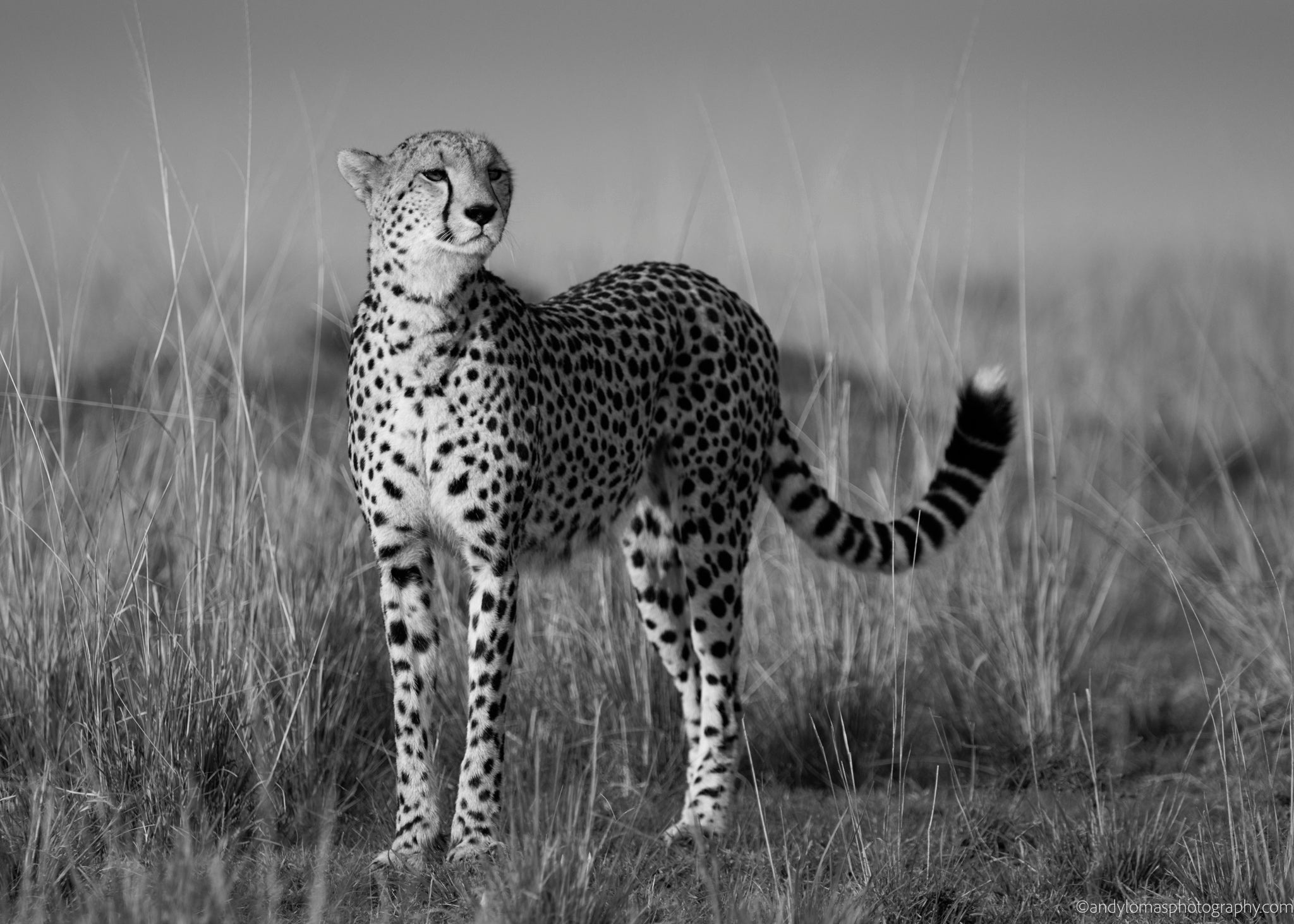 Main image Kulete II