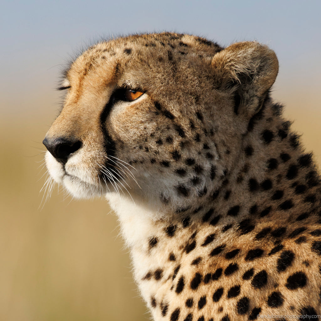 Main image Kulete IV