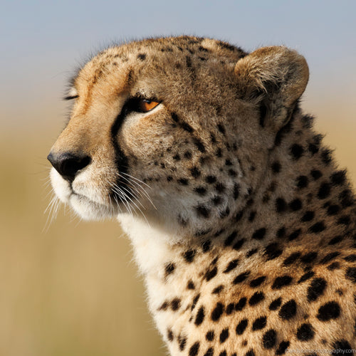 Close-up of a cheetah's face with a blurred natural background