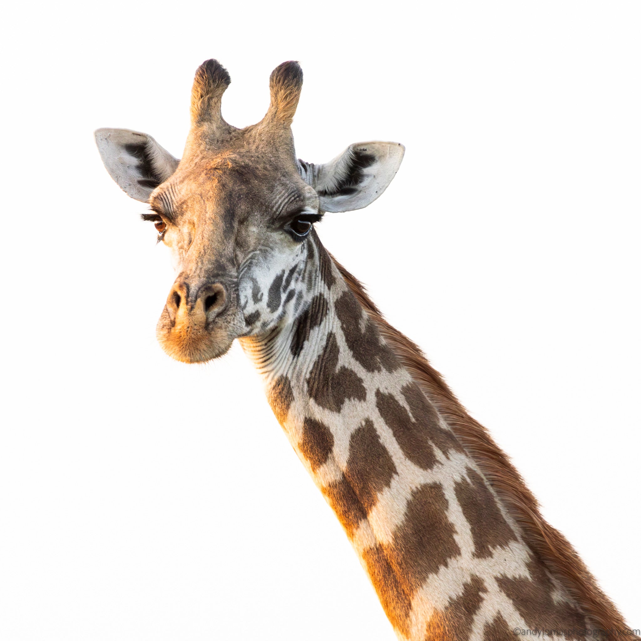 Main image Morning Light