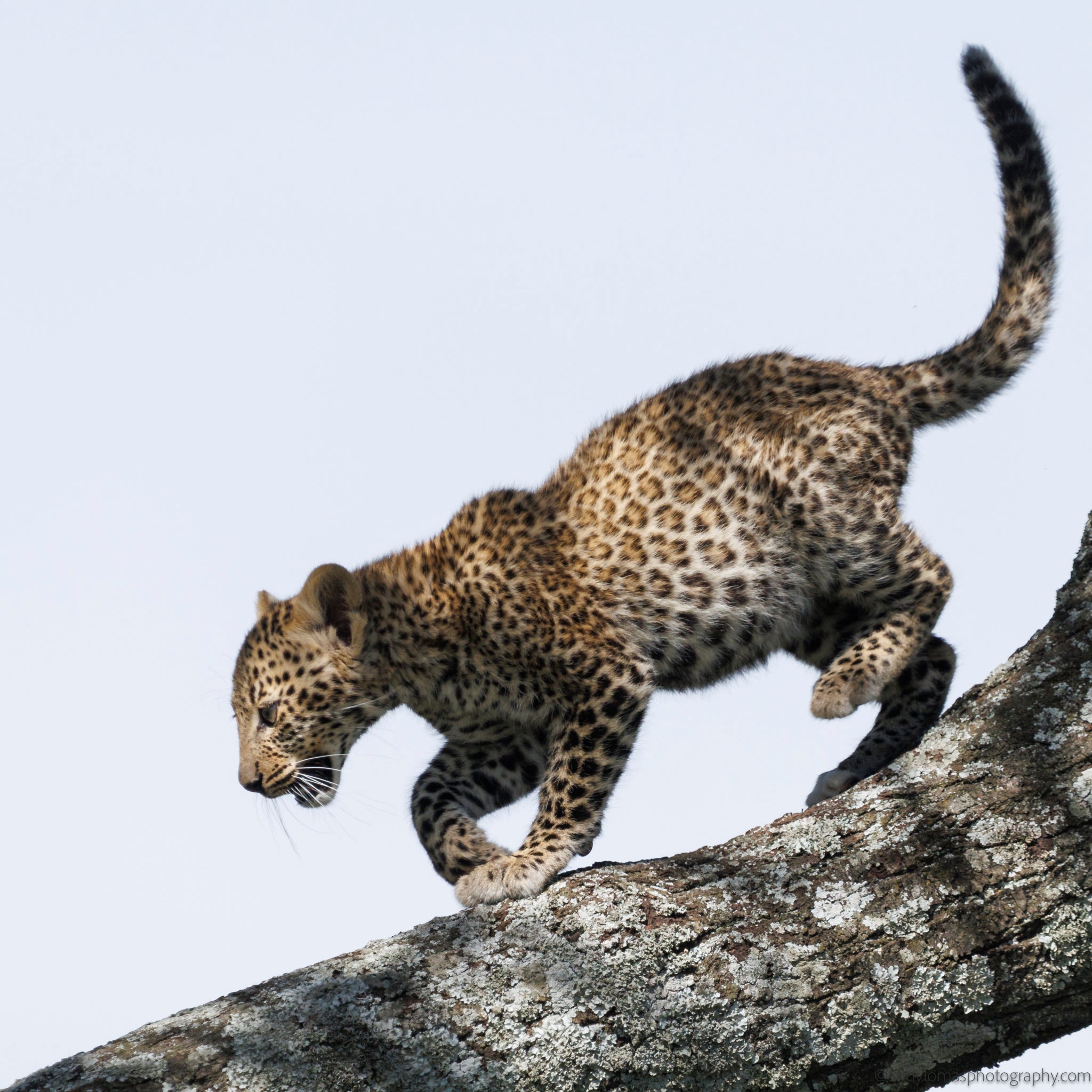 Main image Namunyak II