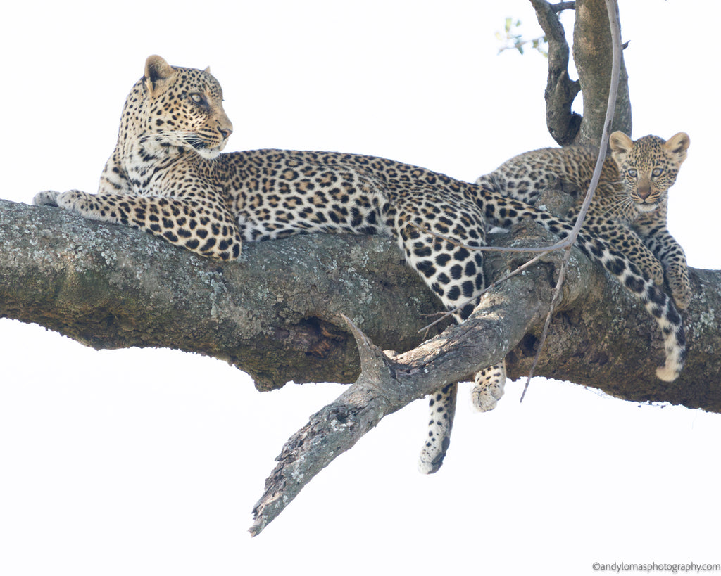 Main image Ndoto and Namunyak II