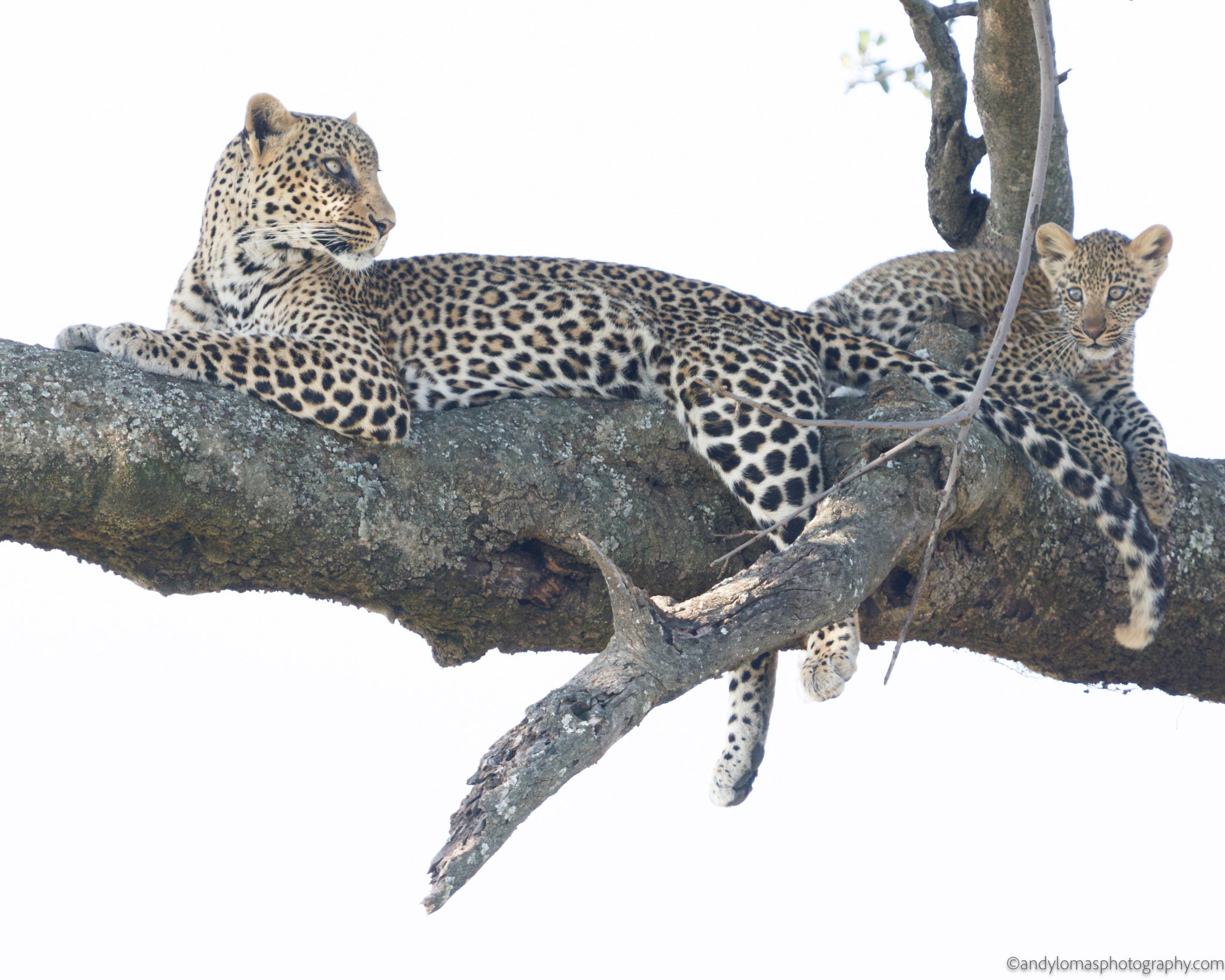 Main image Ndoto and Namunyak II