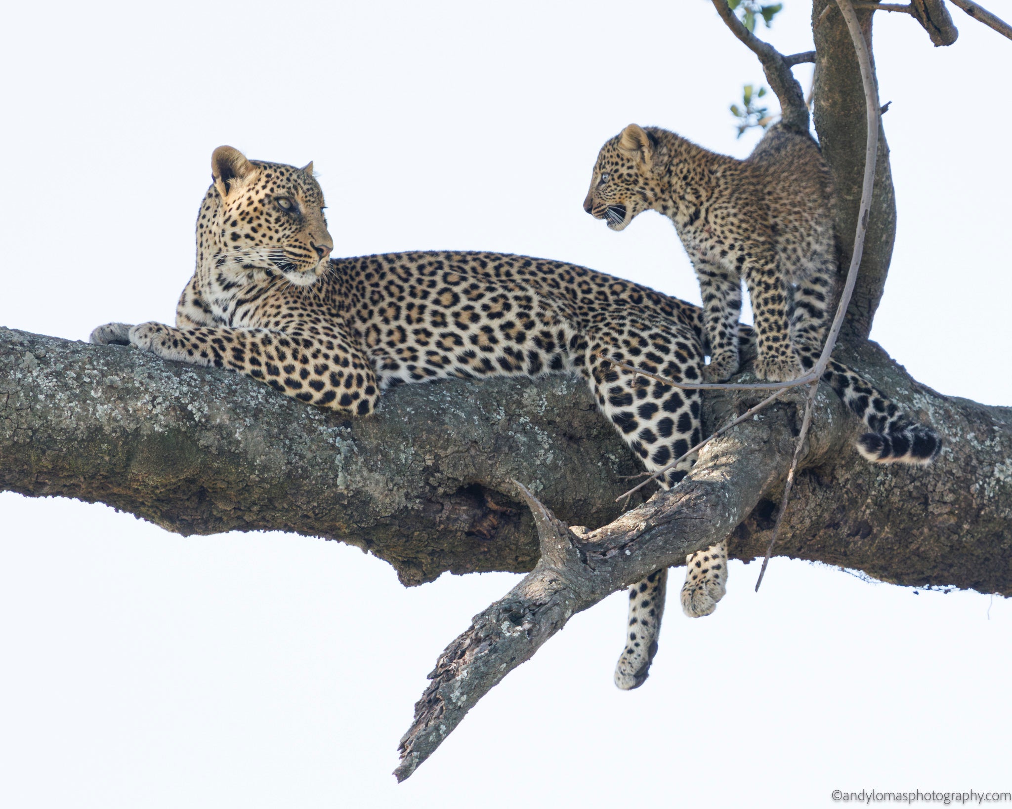 Ndoto and Namunyak I; Fine-art Leopard print – Andy Lomas Photography
