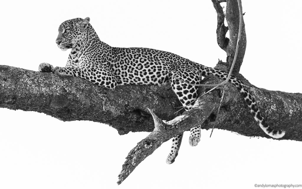 Main image Ndoto on branch II