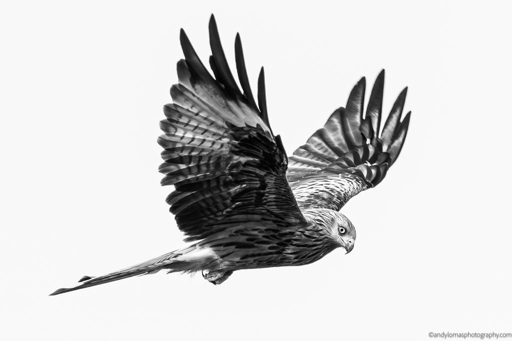 Main image Red Kite I