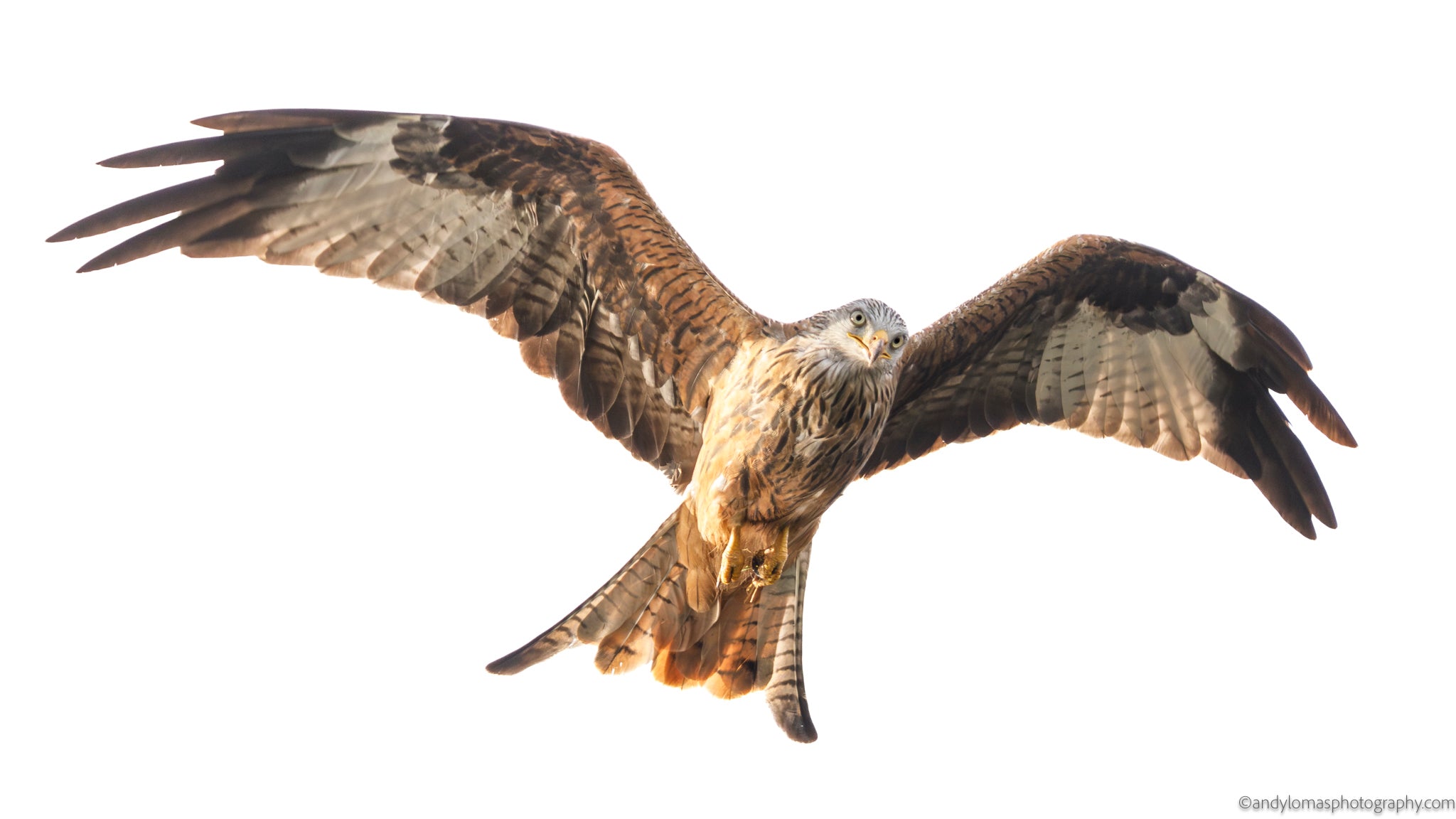 Main image Red Kite III