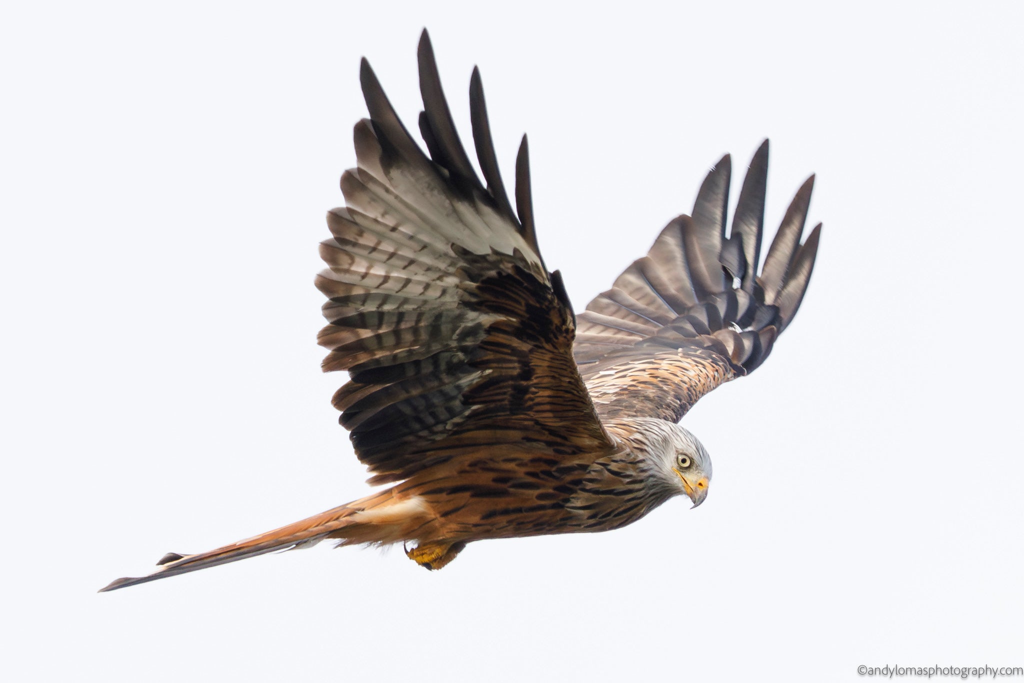 Main image Red Kite II
