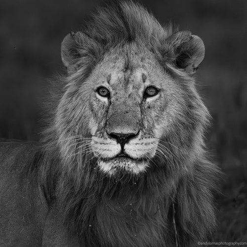 Black and white portrait of a male lion's face with a blurred background
