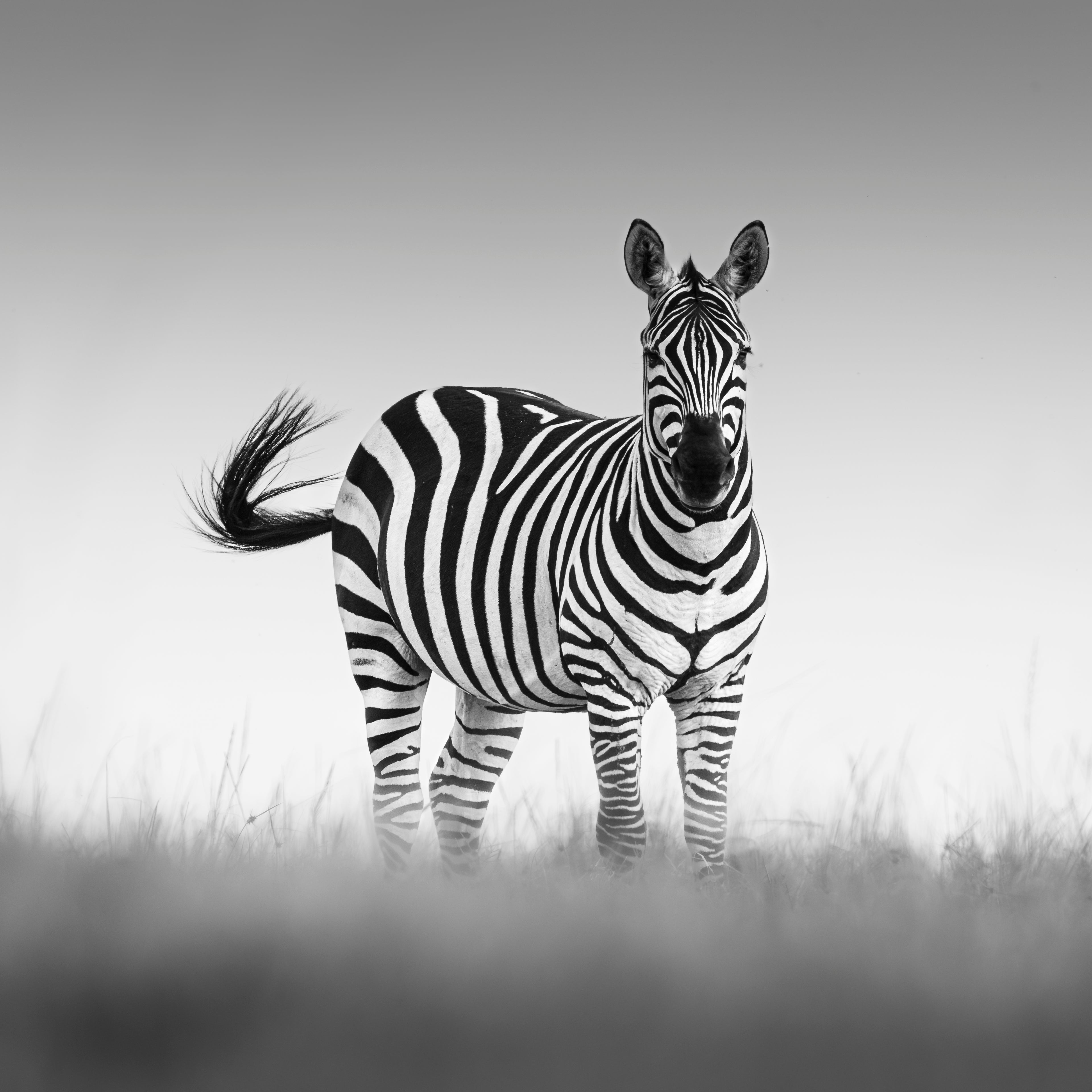 A black and white photograph of a zebra standing in a grassy field against a soft gray sky.