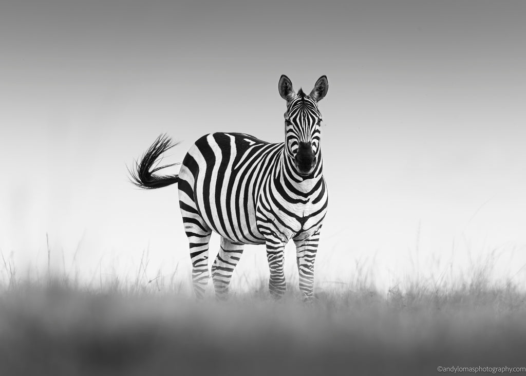 Main image Striped and Proud