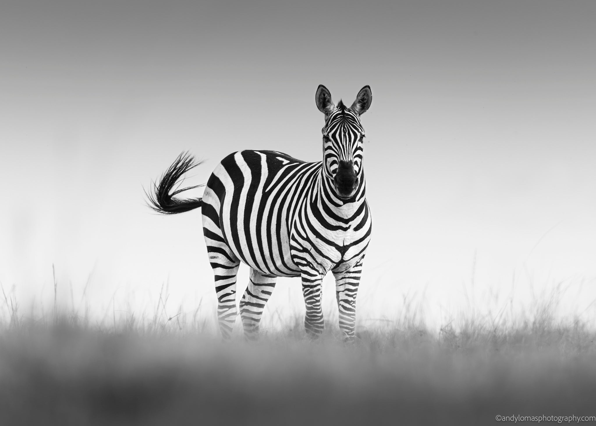 Main image Striped and Proud